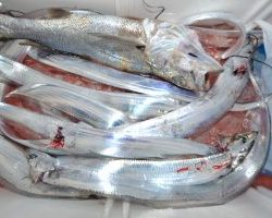 アジアマリンサービス 釣果