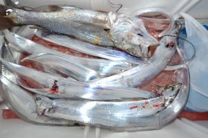 アジアマリンサービス 釣果