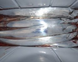 アジアマリンサービス 釣果