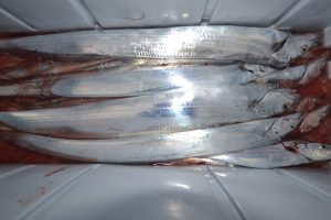 アジアマリンサービス 釣果