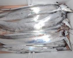 アジアマリンサービス 釣果