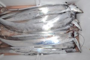 アジアマリンサービス 釣果