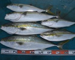 アジアマリンサービス 釣果