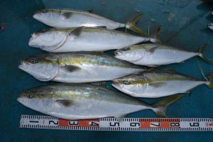 アジアマリンサービス 釣果