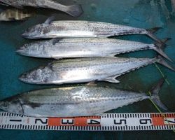 アジアマリンサービス 釣果