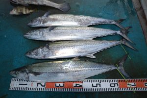 アジアマリンサービス 釣果