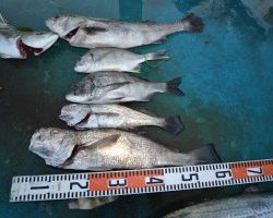 アジアマリンサービス 釣果