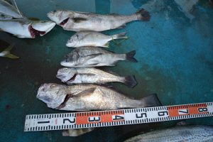 アジアマリンサービス 釣果