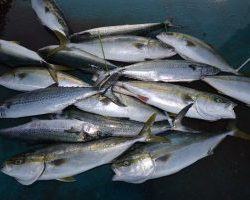 アジアマリンサービス 釣果