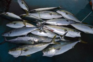 アジアマリンサービス 釣果
