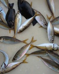 和歌山マリーナシティ釣り公園 釣果