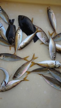 和歌山マリーナシティ釣り公園 釣果