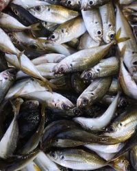 和歌山マリーナシティ釣り公園 釣果