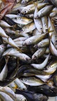 和歌山マリーナシティ釣り公園 釣果