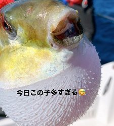 フィシングボートAir(エアー) 釣果