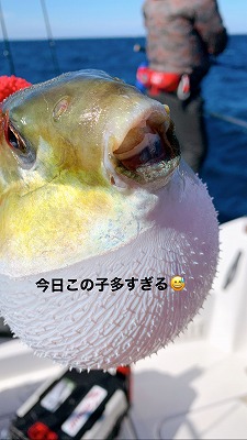 フィシングボートAir(エアー) 釣果