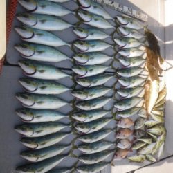 磯部釣船 直栄丸 釣果