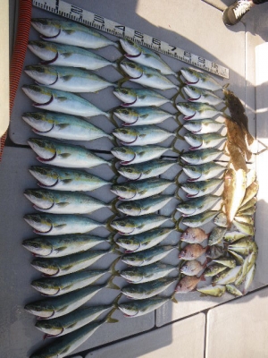 磯部釣船 直栄丸 釣果