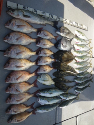 磯部釣船 直栄丸 釣果