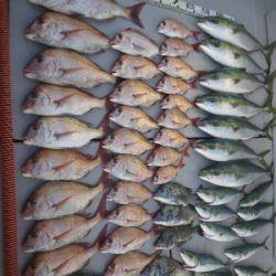 磯部釣船 直栄丸 釣果