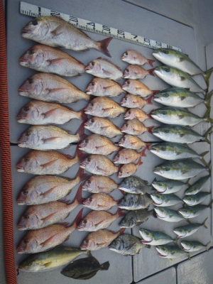 磯部釣船 直栄丸 釣果