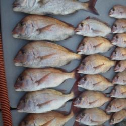 磯部釣船 直栄丸 釣果