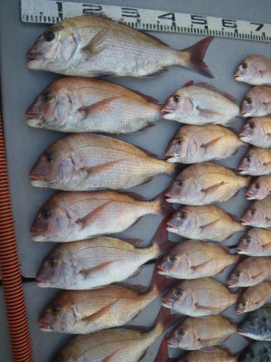 磯部釣船 直栄丸 釣果