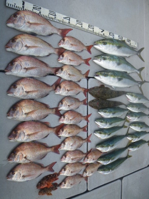 磯部釣船 直栄丸 釣果