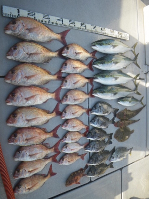 磯部釣船 直栄丸 釣果