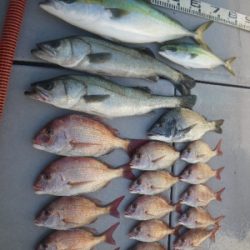 磯部釣船 直栄丸 釣果