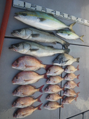 磯部釣船 直栄丸 釣果