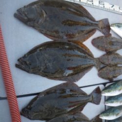 磯部釣船 直栄丸 釣果