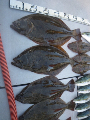 磯部釣船 直栄丸 釣果