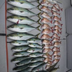 磯部釣船 直栄丸 釣果