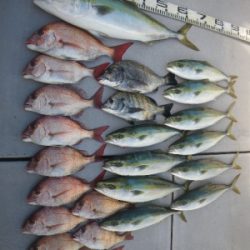 磯部釣船 直栄丸 釣果