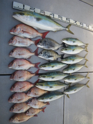 磯部釣船 直栄丸 釣果