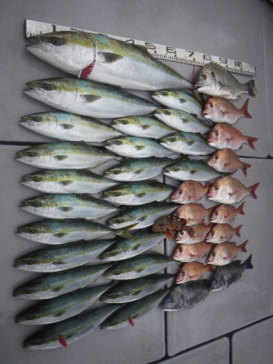 磯部釣船 直栄丸 釣果