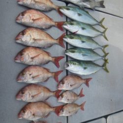 磯部釣船 直栄丸 釣果