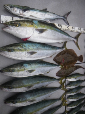 磯部釣船 直栄丸 釣果