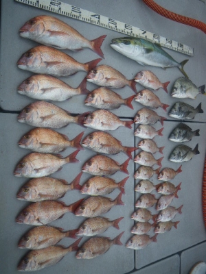 磯部釣船 直栄丸 釣果