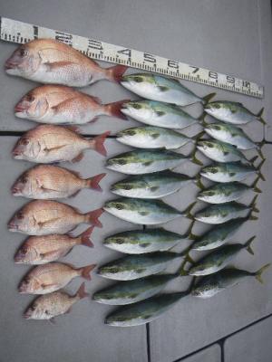 磯部釣船 直栄丸 釣果