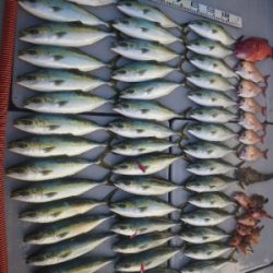 磯部釣船 直栄丸 釣果