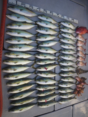 磯部釣船 直栄丸 釣果