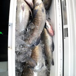 オーシャンズ 京都 釣果