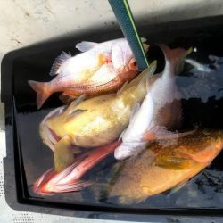 オーシャンズ 京都 釣果