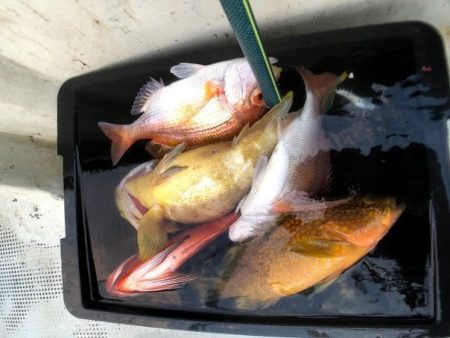 オーシャンズ 京都 釣果