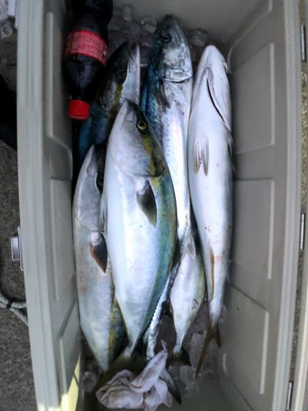 オーシャンズ　京都 釣果