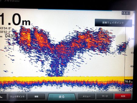 オーシャンズ　京都 釣果