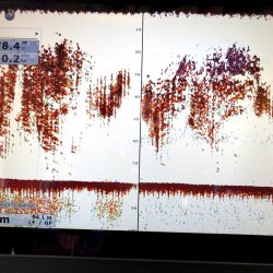 オーシャンズ 京都 釣果