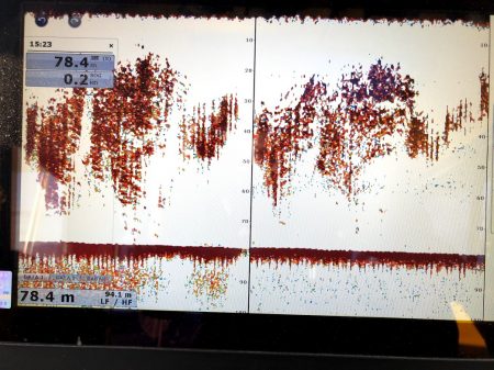 オーシャンズ 京都 釣果